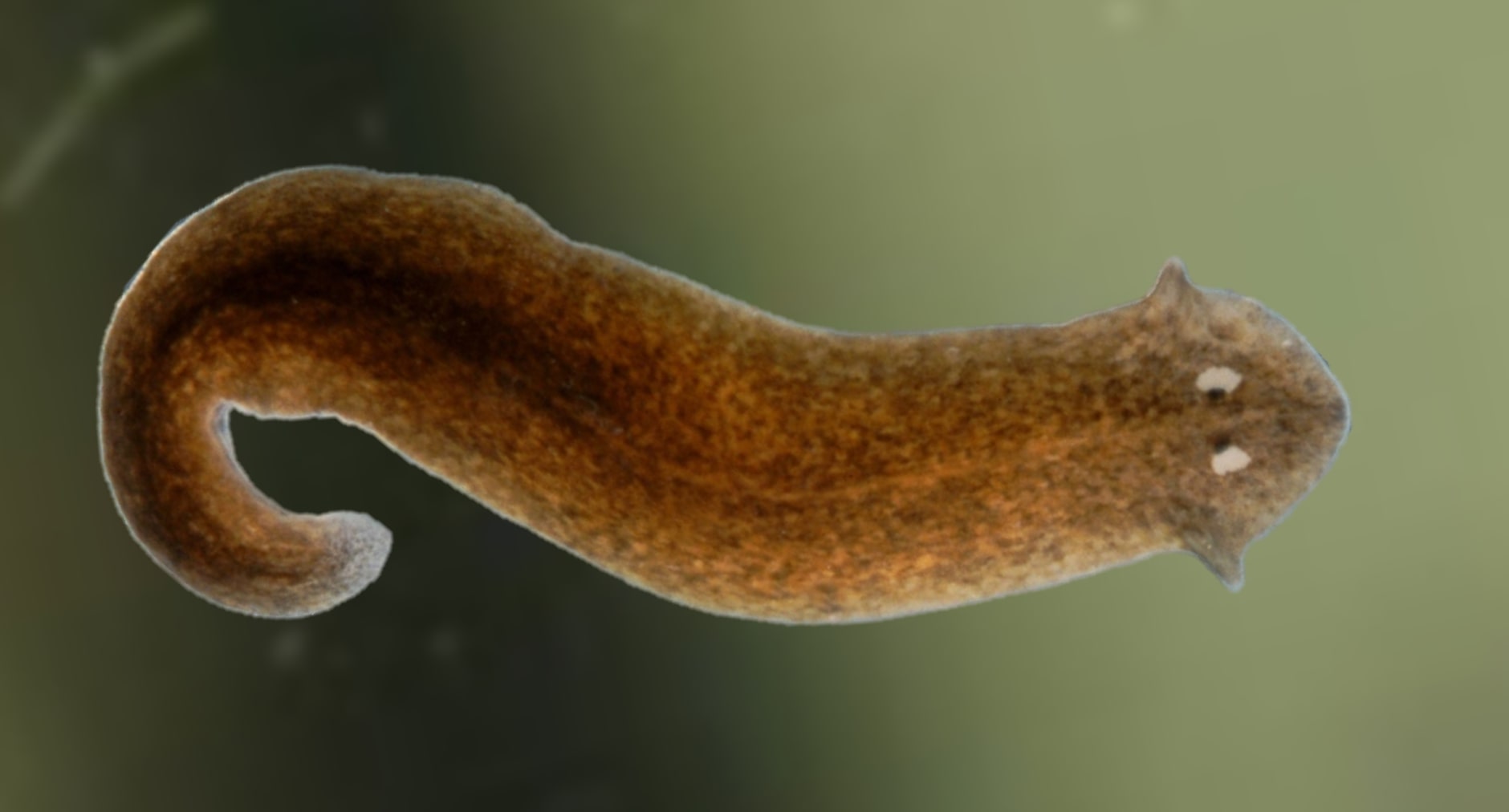 Comment éliminer les vers planaires dans un aquarium récifal