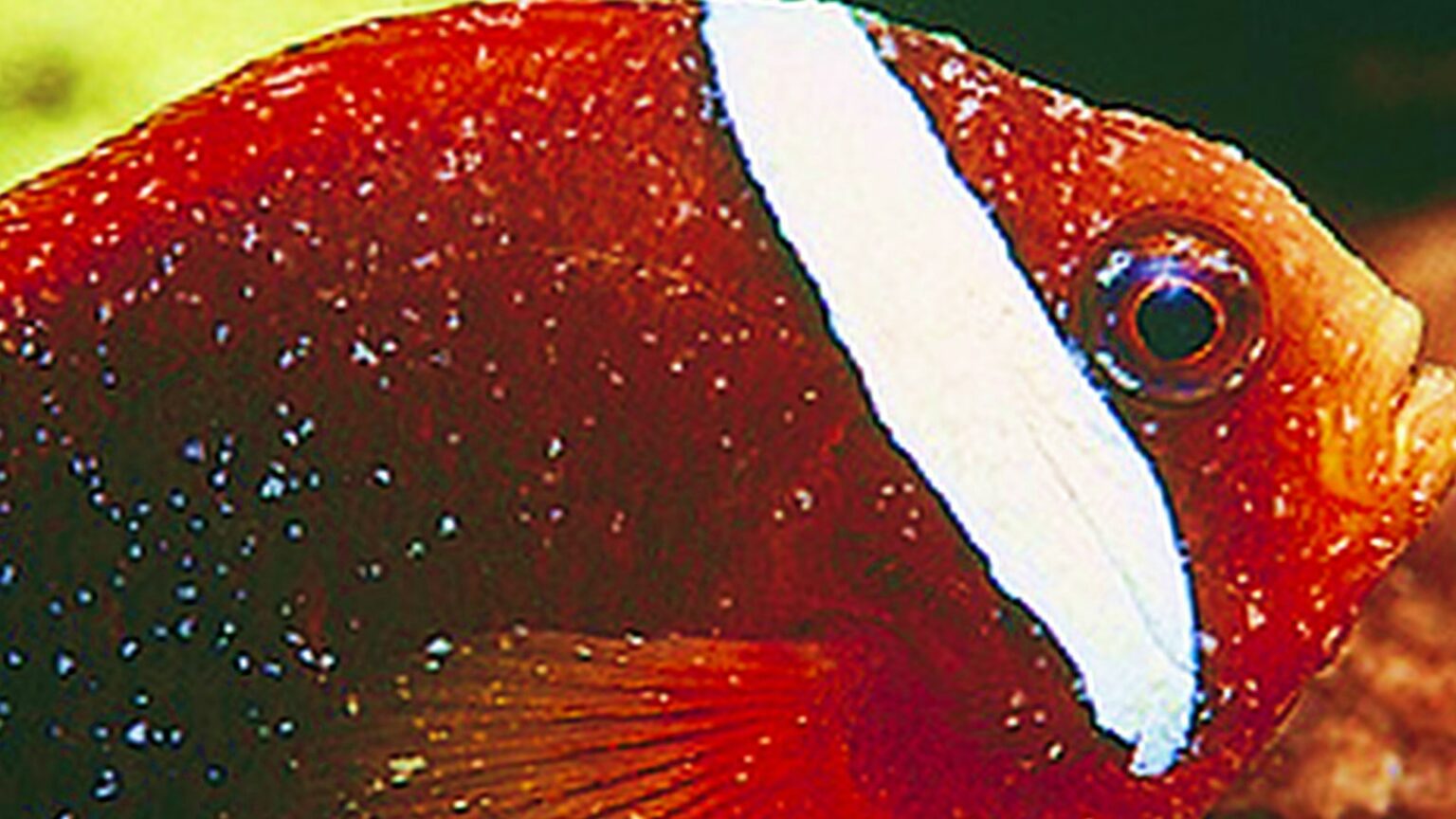 Les maladies courantes des poissons d