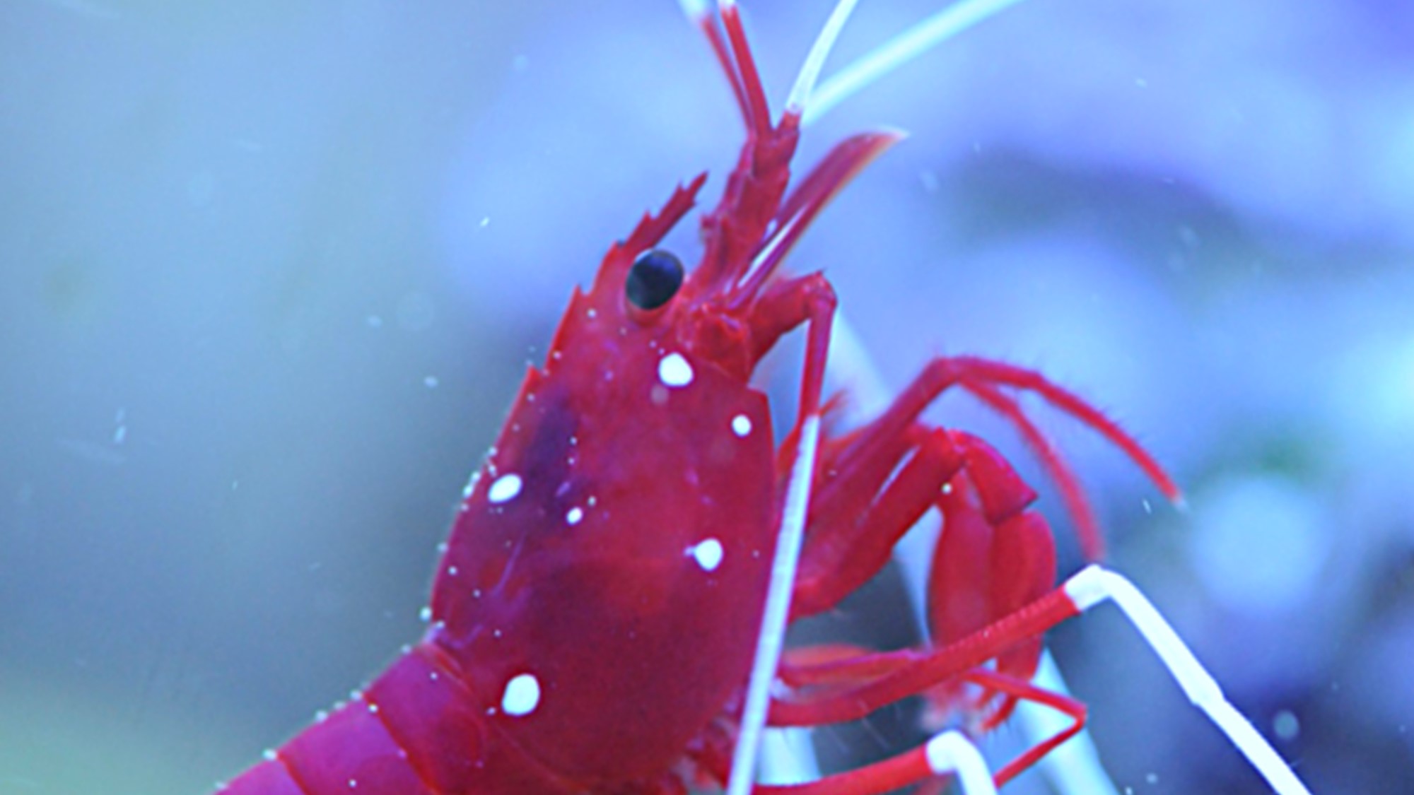 Tout savoir sur la reproduction des crevettes en aquarium récifal — free download