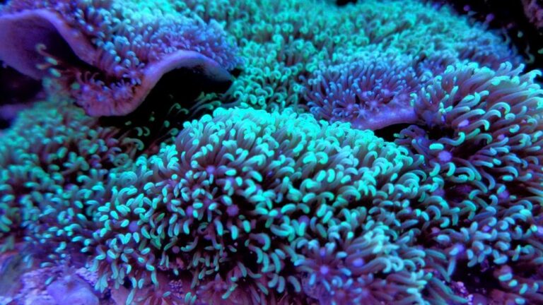 Les coraux sont des animaux ! - Monrecif.fr